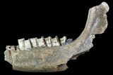 Fossil Rhino (Stephanorhinus) Lower Jaw - Germany #87471-1